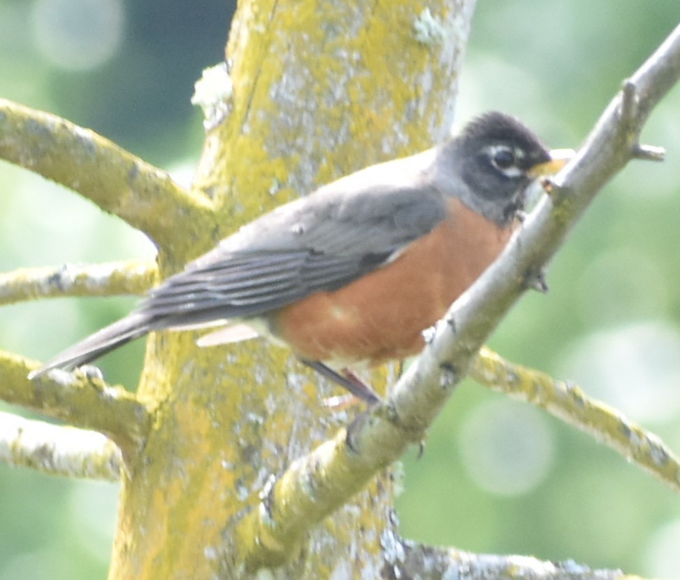 American Robin - ML348599991