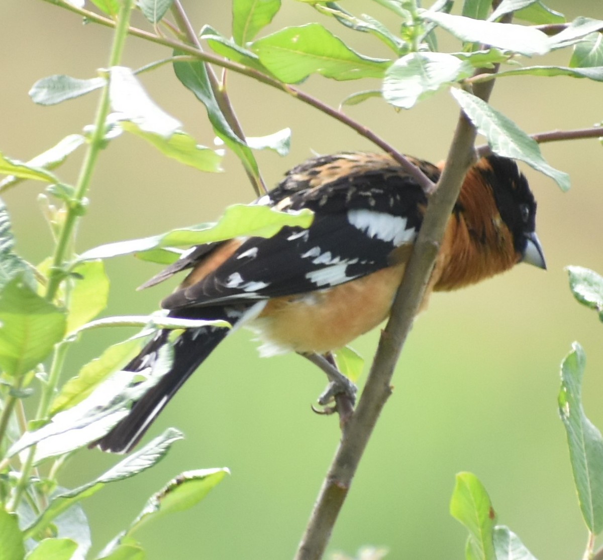 Black-headed Grosbeak - ML348600041