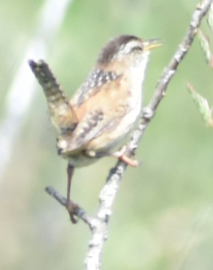 Marsh Wren - ML348600131