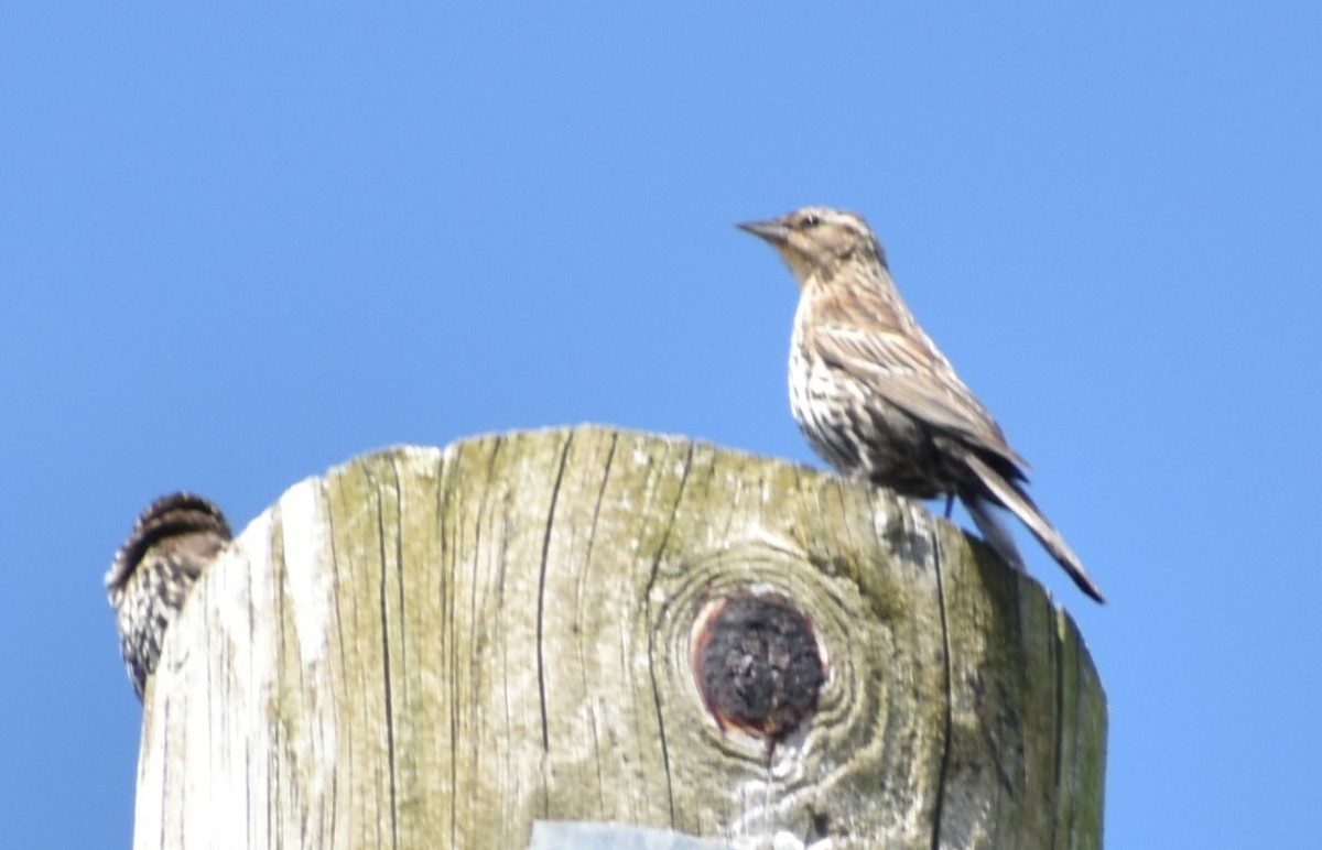 Red-winged Blackbird - ML348600231