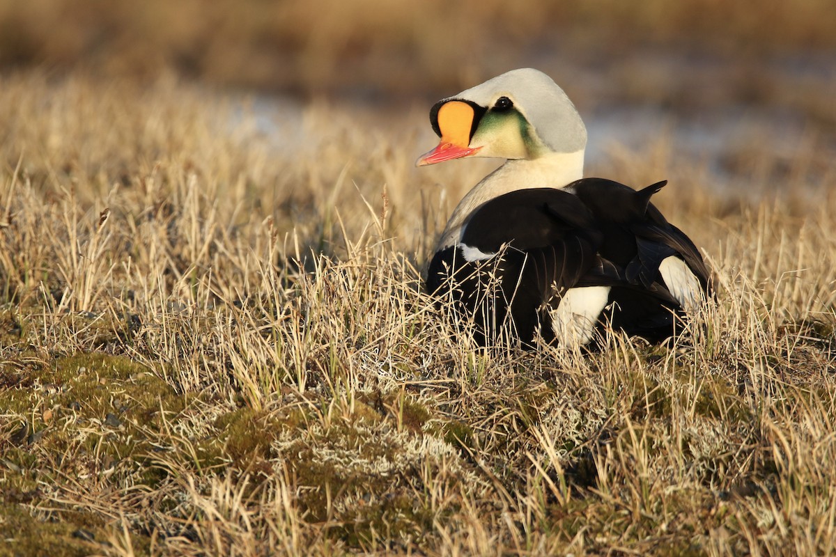 King Eider - Liam Hutcheson