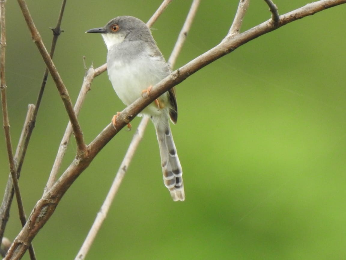 Gray-breasted Prinia - ML348603521
