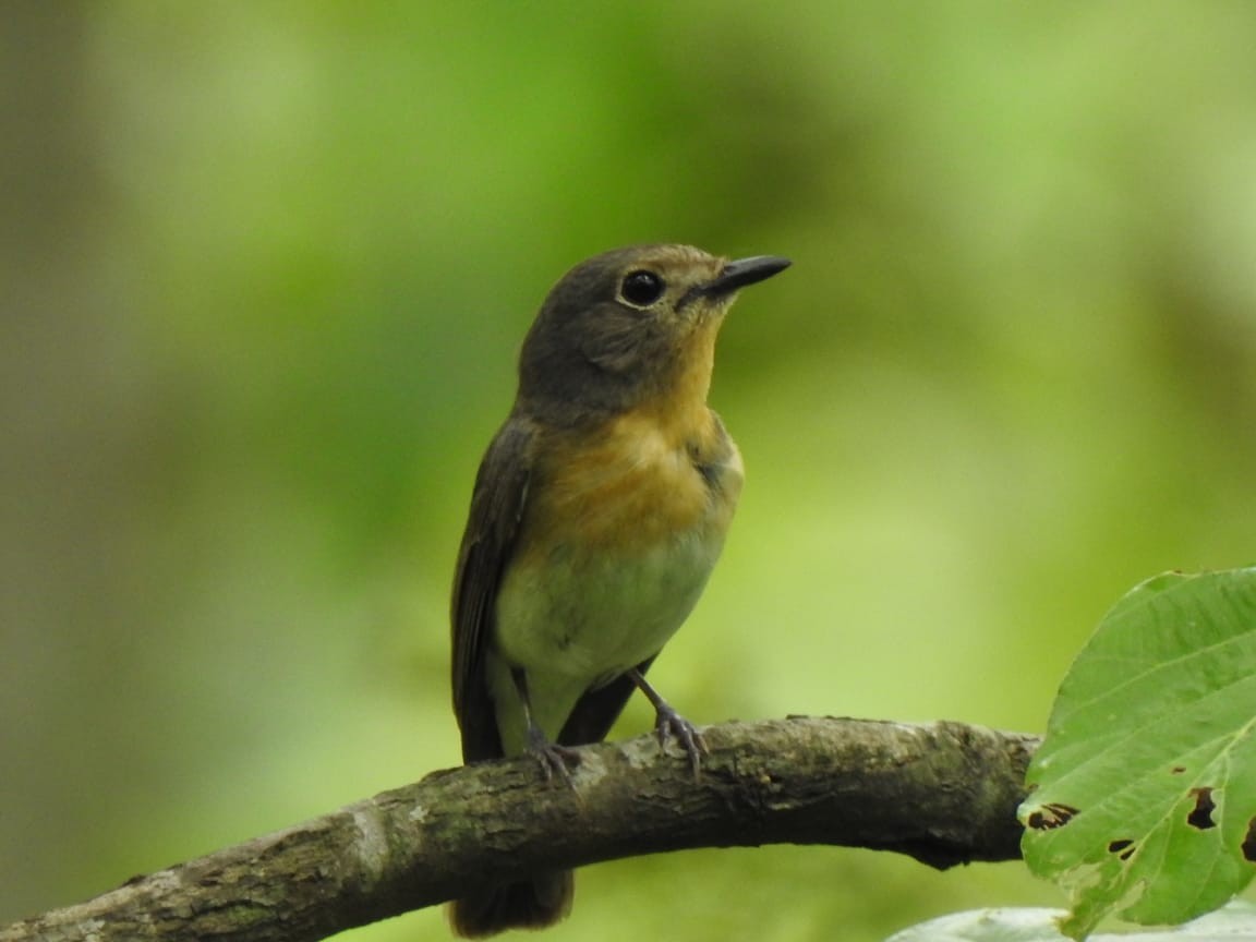 Blue-throated Flycatcher - ML348603661