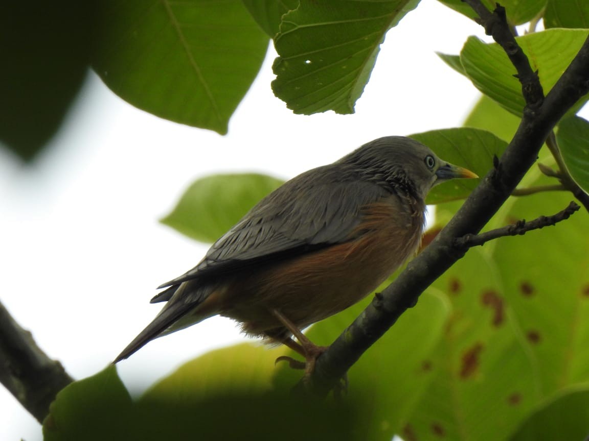 Chestnut-tailed Starling - ML348603811