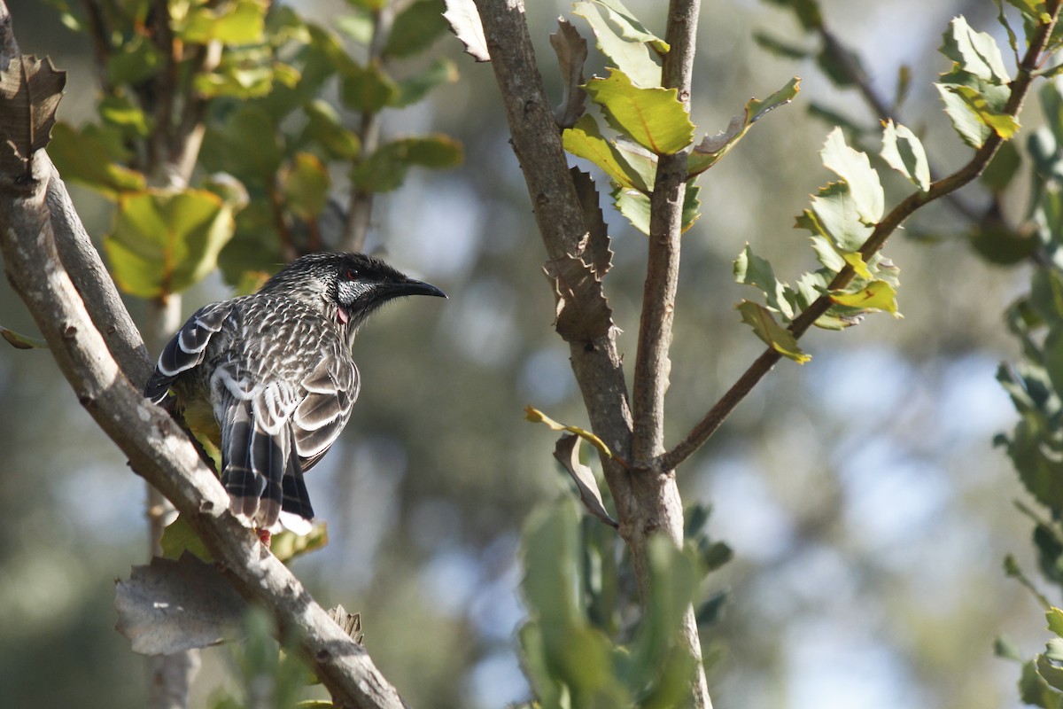 Red Wattlebird - ML34860691