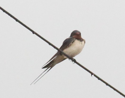 Barn Swallow - ML348607711