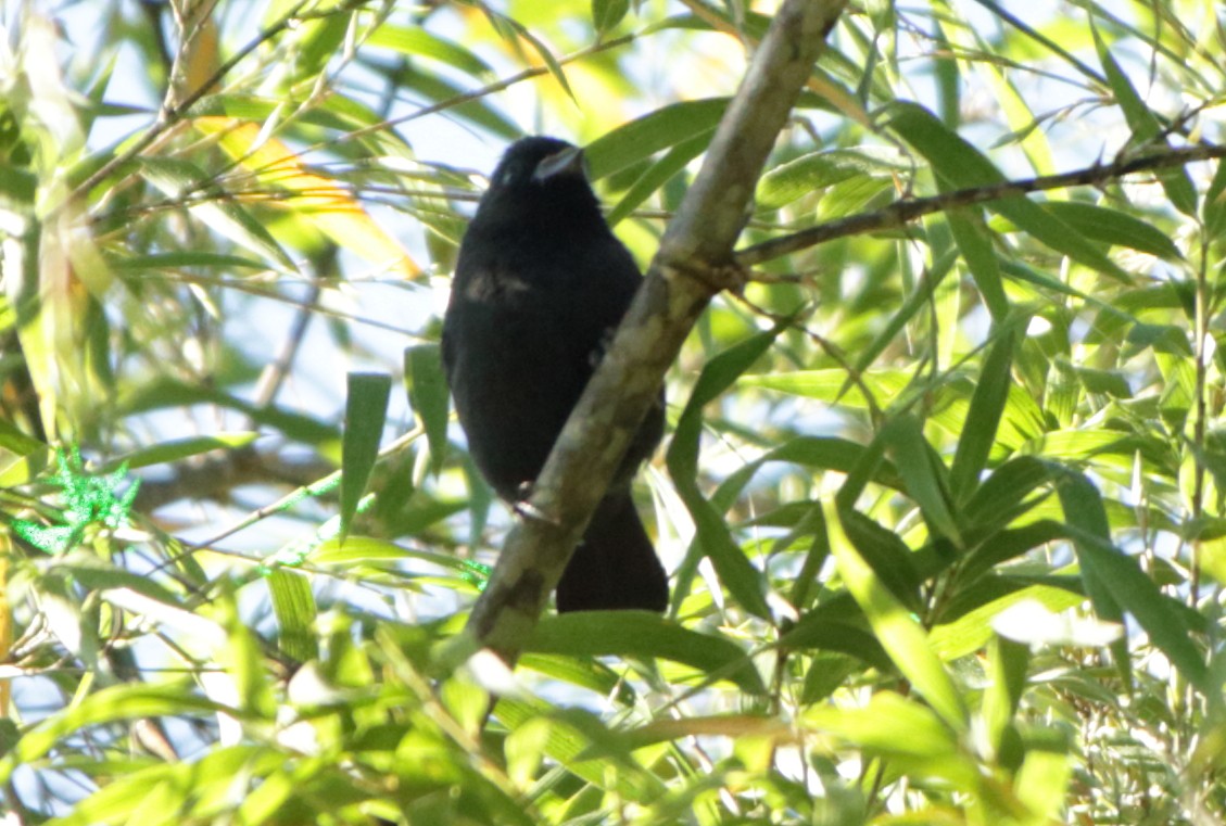 Blackish-blue Seedeater - Gabriel Carbajales