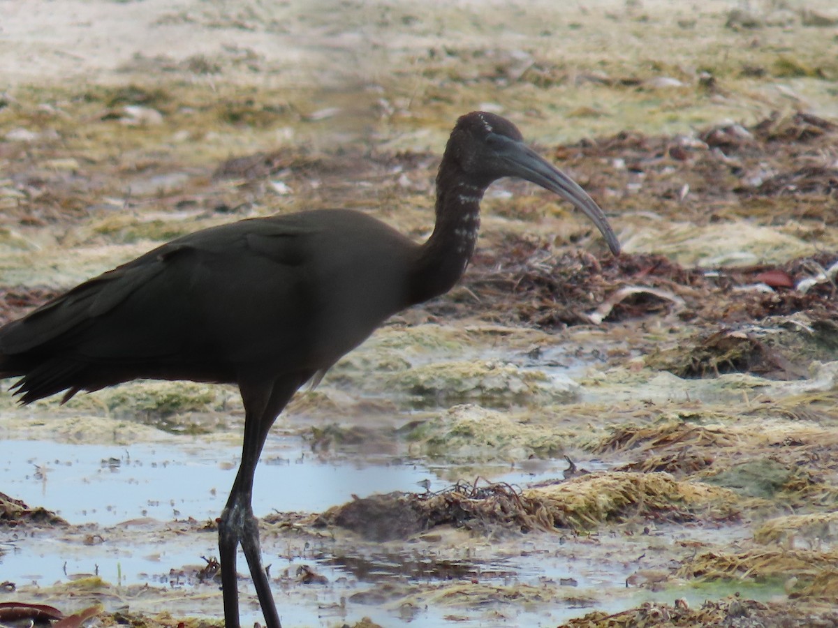 Glossy Ibis - ML348608071