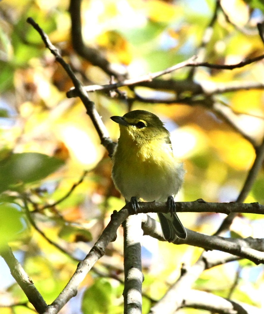 Yellow-throated Vireo - ML34860811