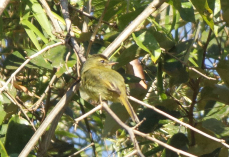 Large-headed Flatbill - Gabriel Carbajales