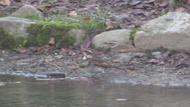 Dusky Thrush - ML348608911