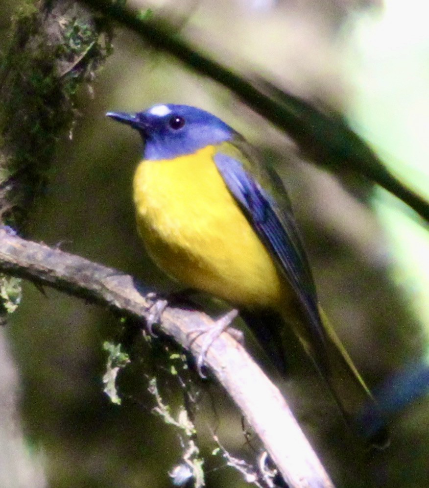 White-starred Robin - ML348610391
