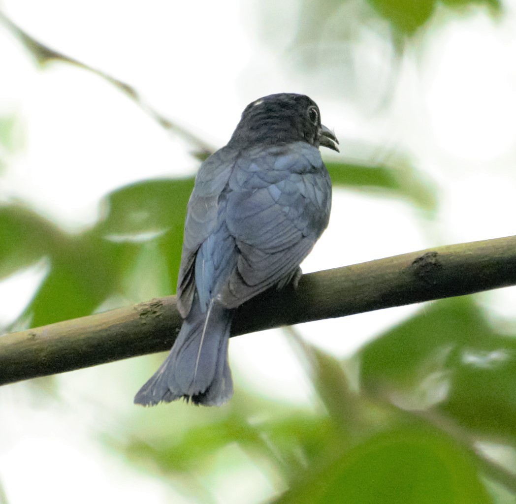Square-tailed Drongo-Cuckoo - ML348610481