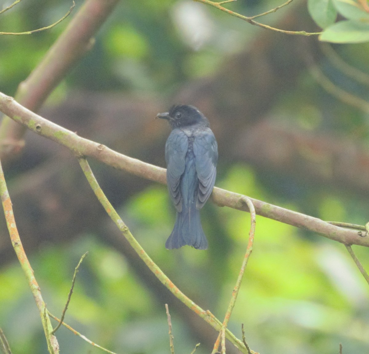 Square-tailed Drongo-Cuckoo - ML348610511