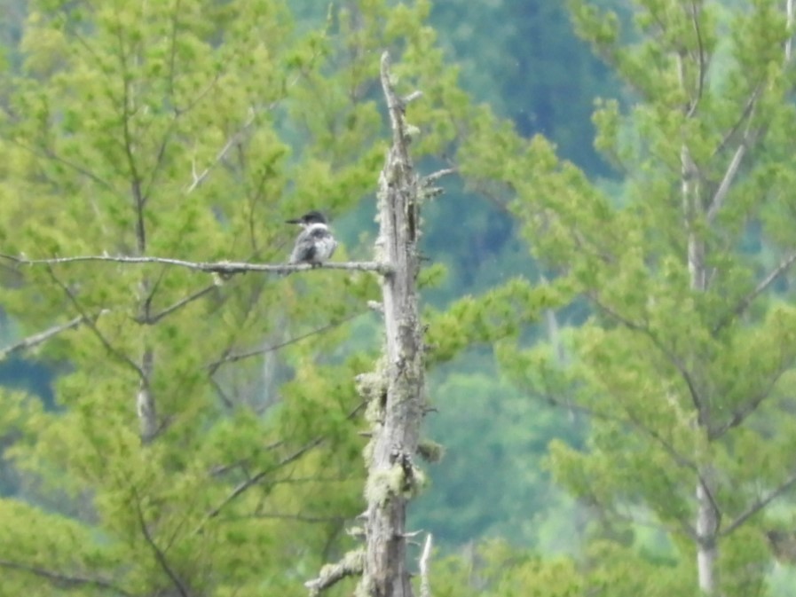 Belted Kingfisher - ML348612261