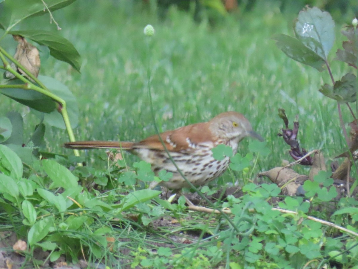 Brown Thrasher - ML348612421