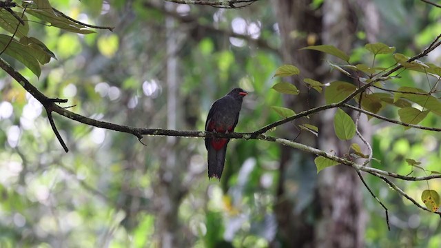 Slaty-tailed Trogon (Massena) - ML348617611