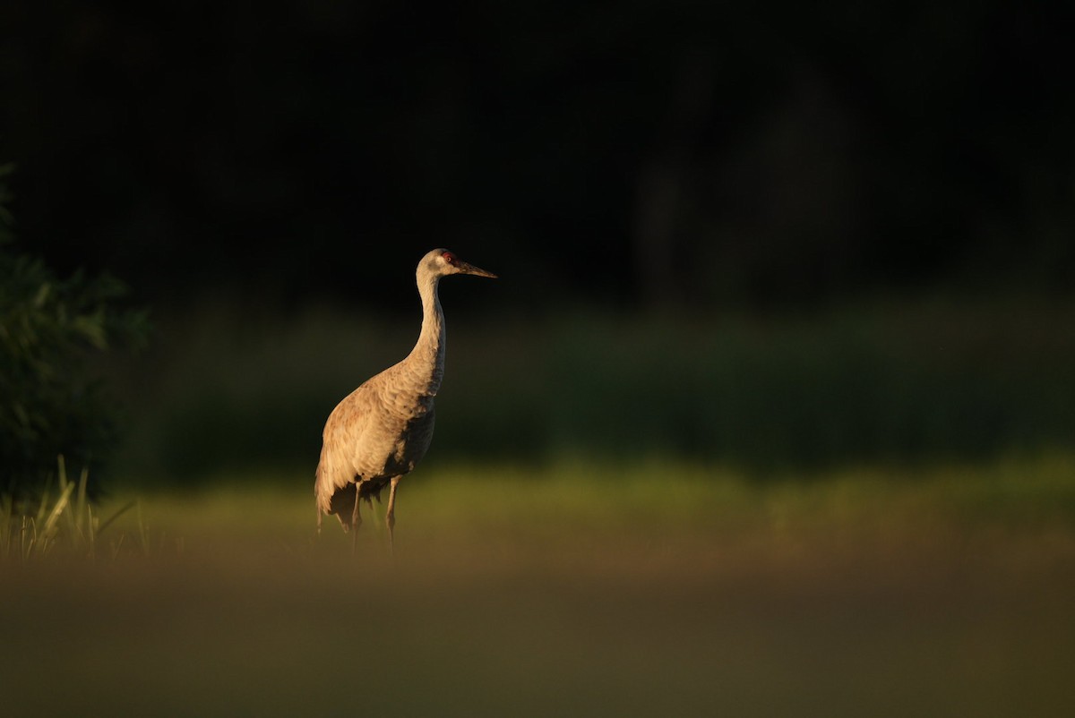 Sandhill Crane - Geoff Newhouse