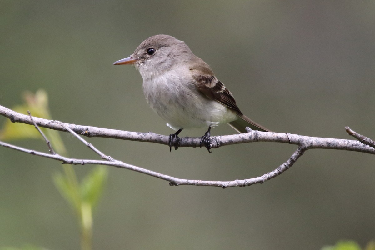 Willow Flycatcher - ML348618101