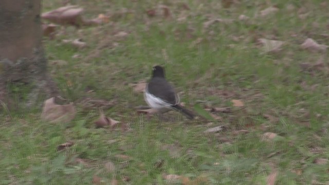 Japanese Wagtail - ML348618301