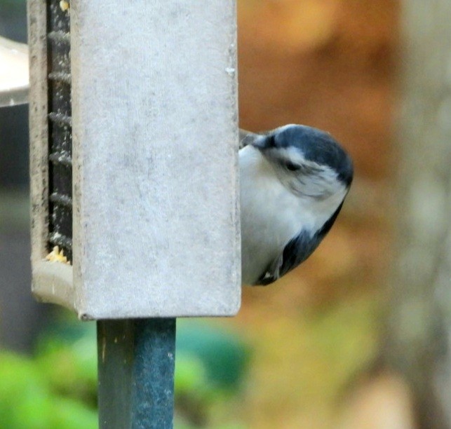 White-breasted Nuthatch - ML348618891