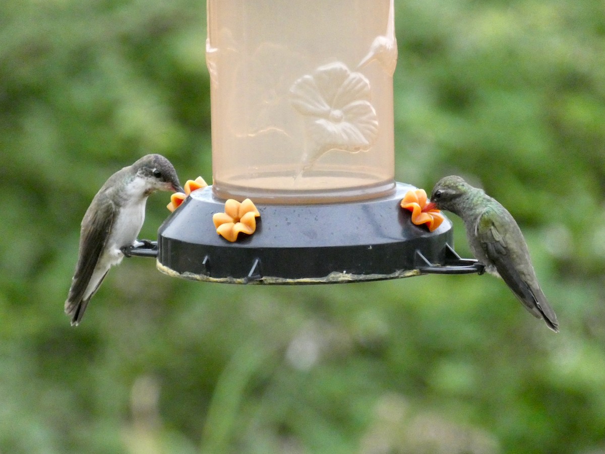 Violet-crowned Hummingbird - ML348618941