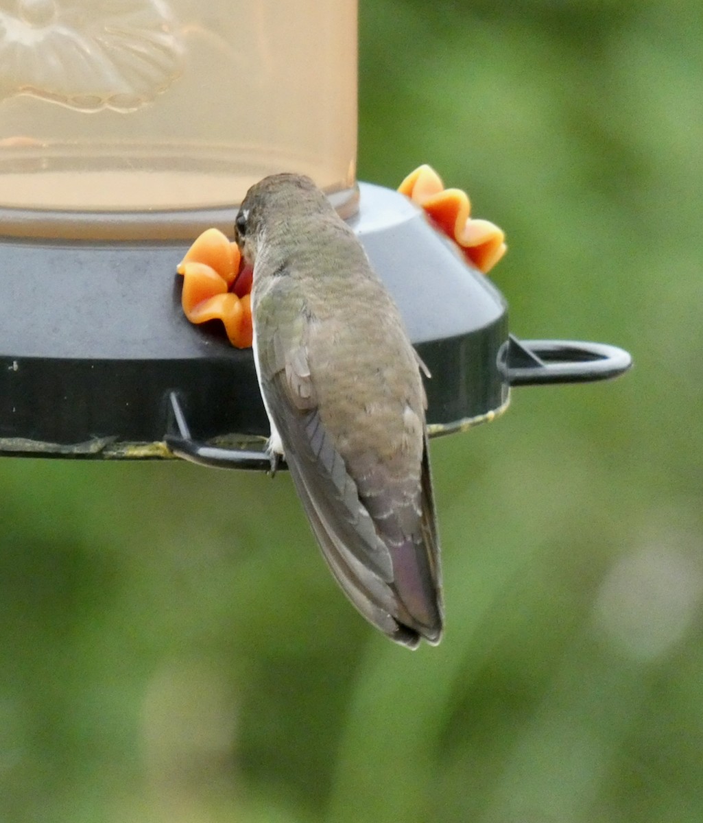 Violet-crowned Hummingbird - ML348619071