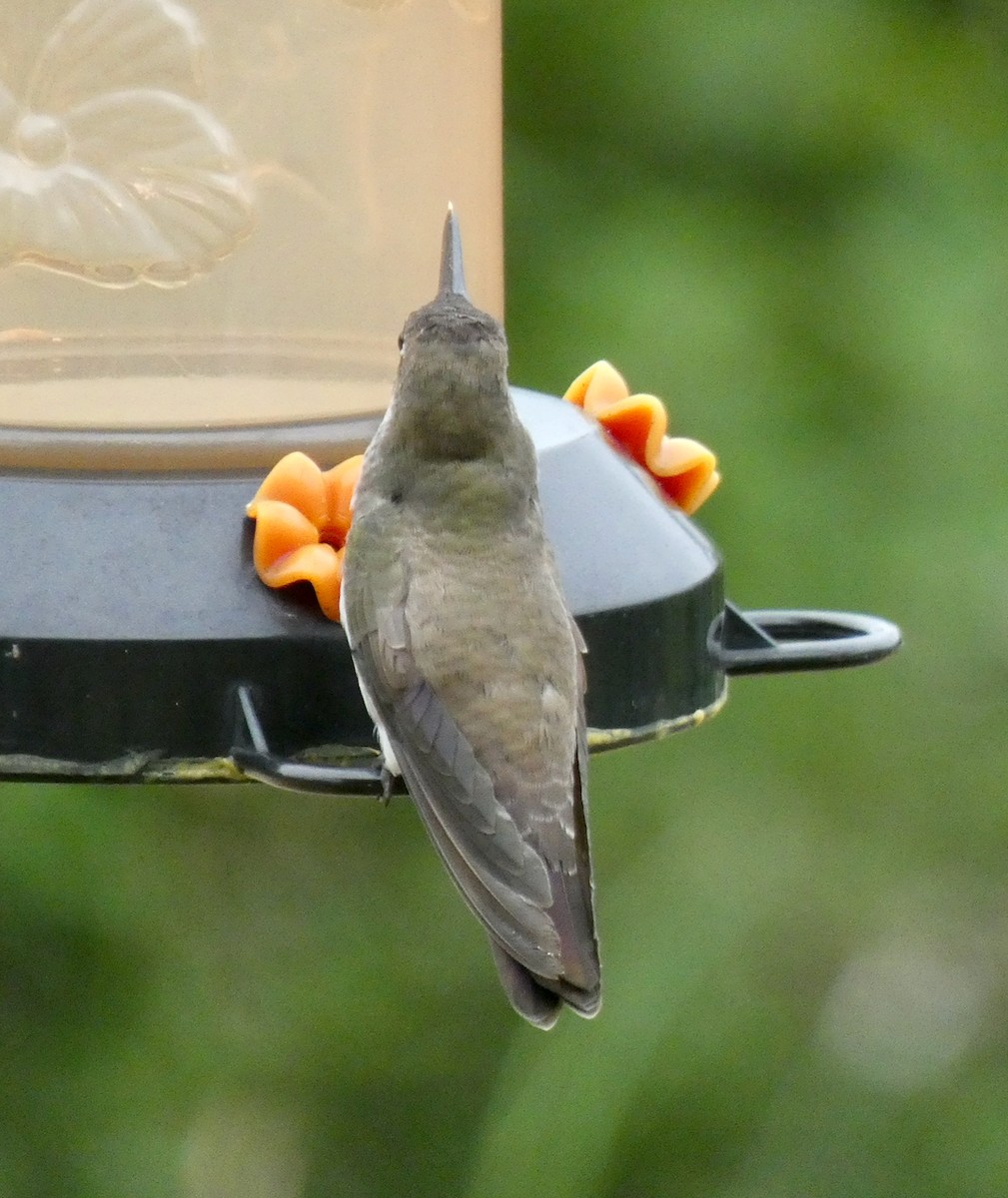 Violet-crowned Hummingbird - ML348619121