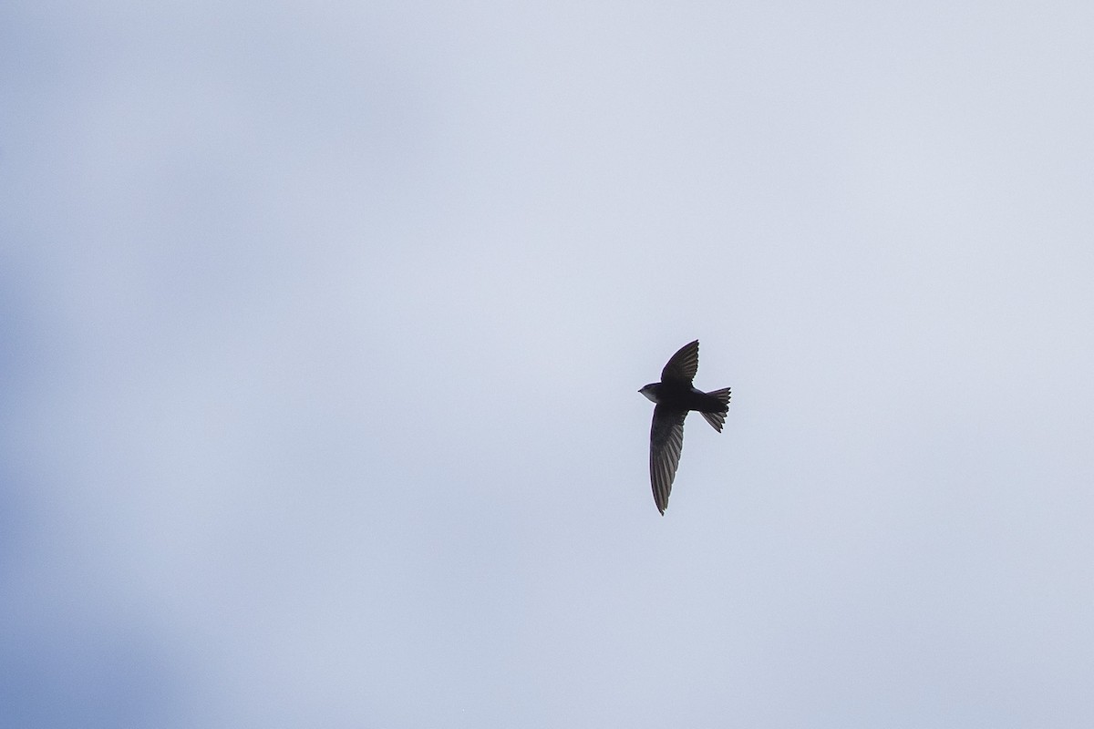 Horus Swift (White-rumped) - ML348619561