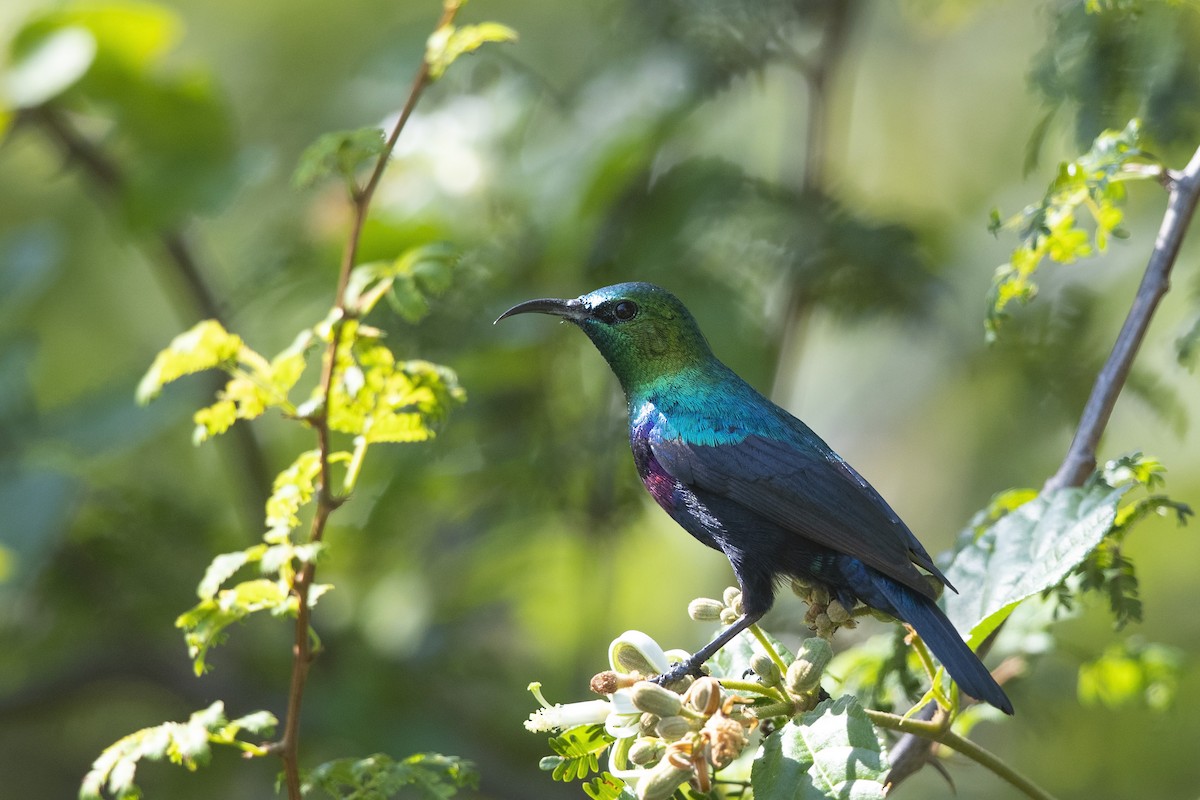 Purple-banded Sunbird - Niall D Perrins