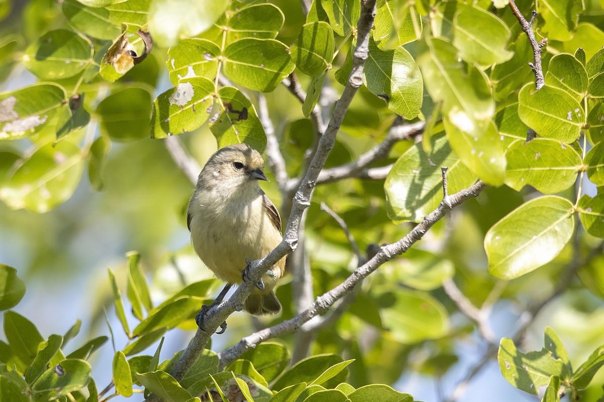 African Penduline-Tit (Buff-vented) - ML348620791