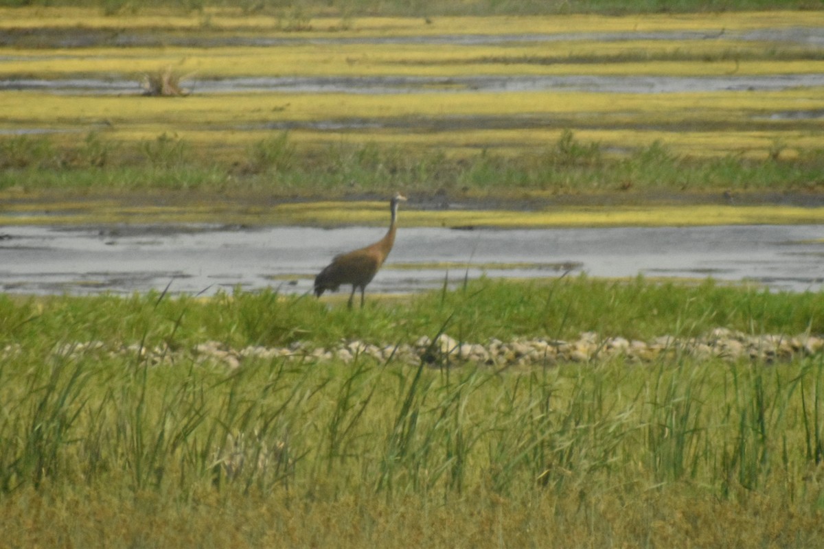 Sandhill Crane - ML348622001