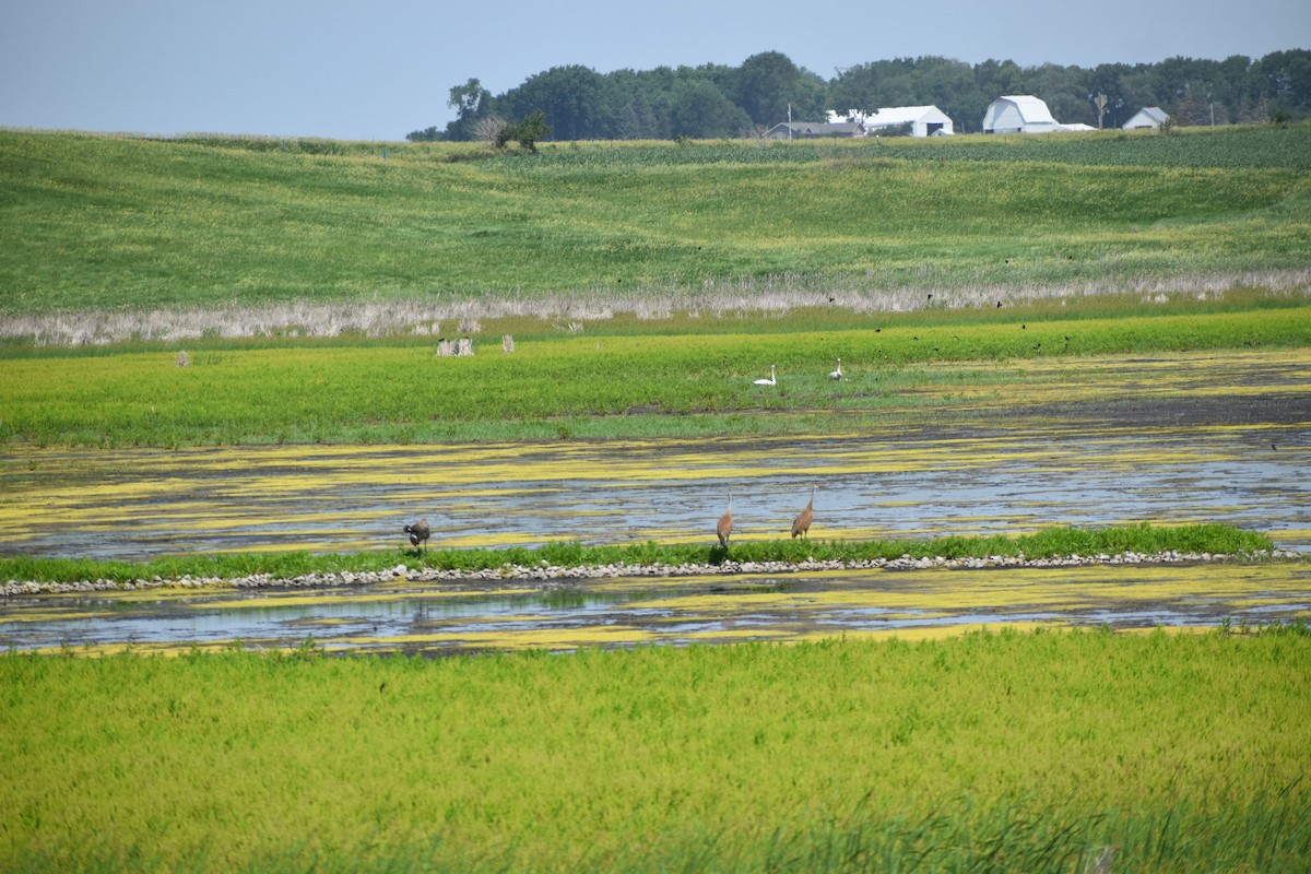 Sandhill Crane - ML348622061