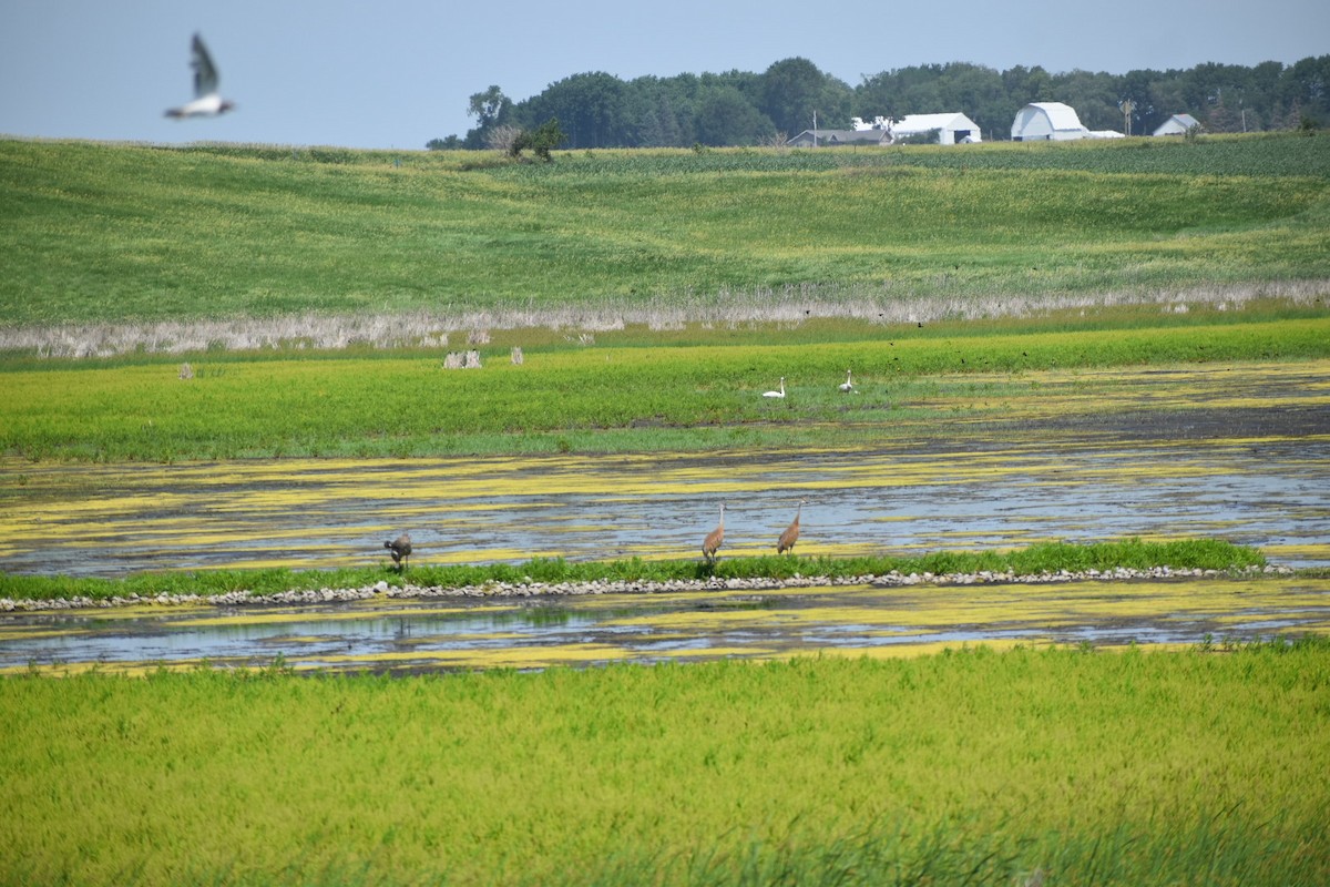 Sandhill Crane - ML348622071