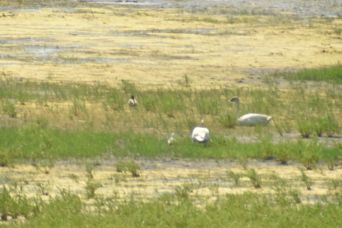 Trumpeter Swan - ML348622101