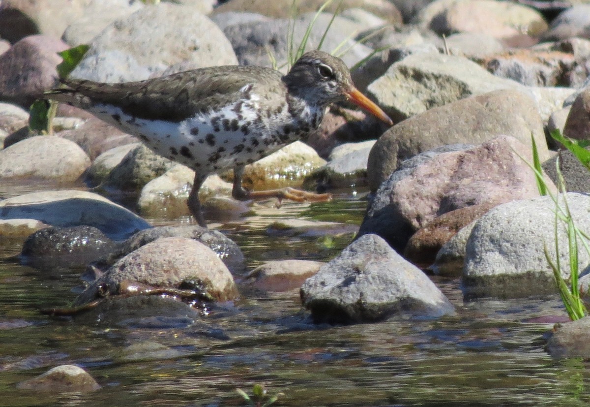 Spotted Sandpiper - ML348623191