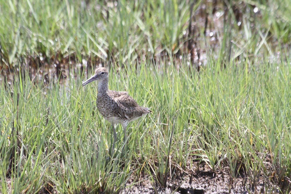 Clapper Rail - ML348623871