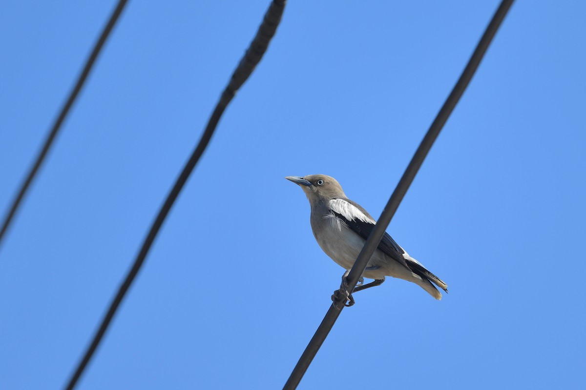 White-shouldered Starling - Ting-Wei (廷維) HUNG (洪)