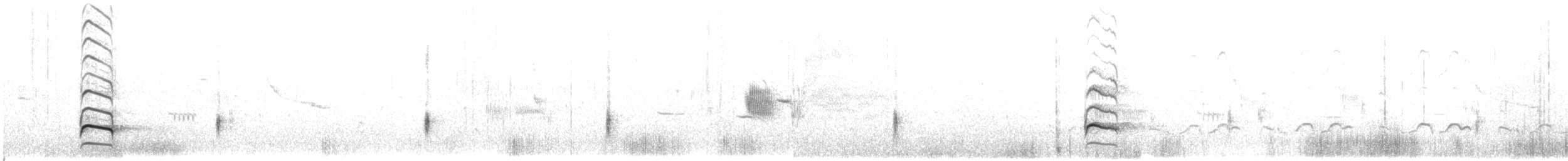 Willet (Eastern) - ML348625071