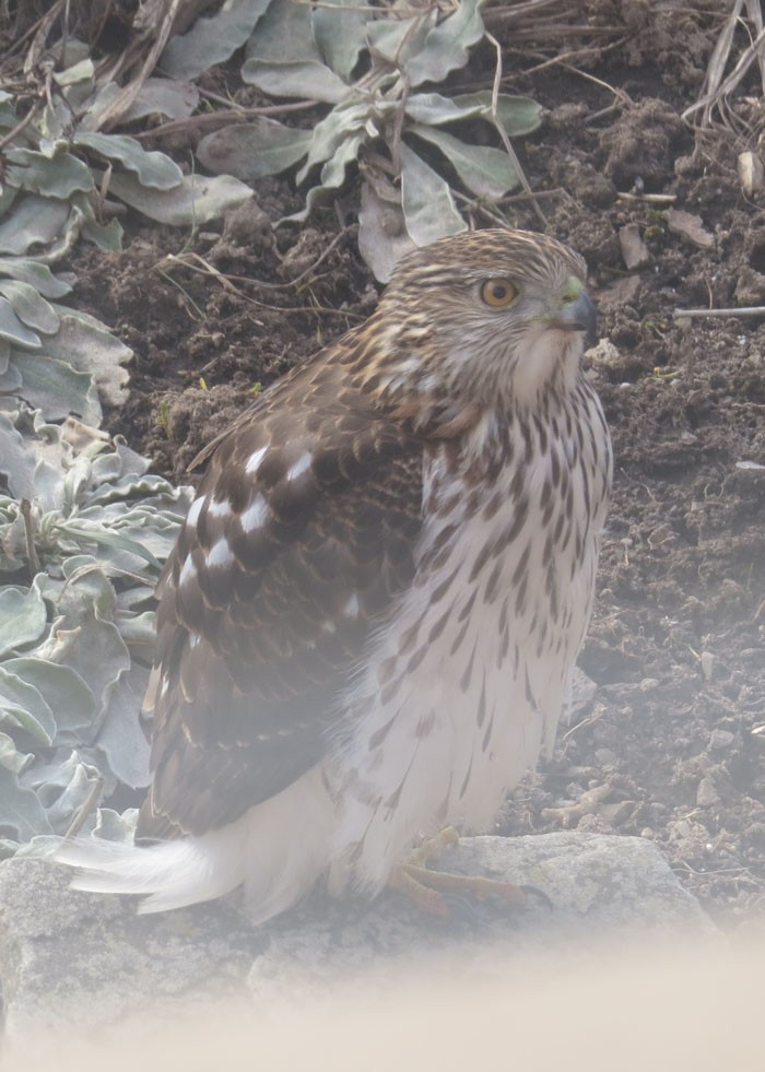 Cooper's Hawk - ML348625781