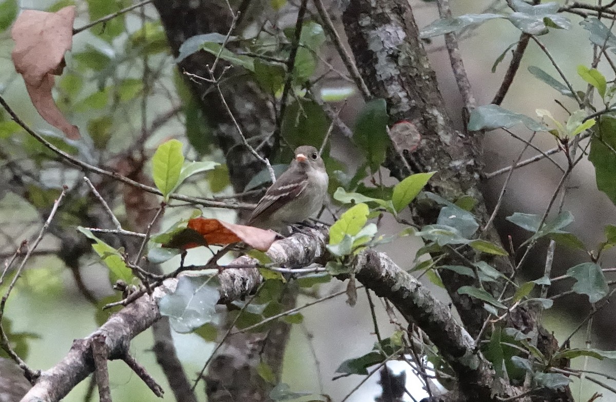 Acadian Flycatcher - Thomas Rohtsalu