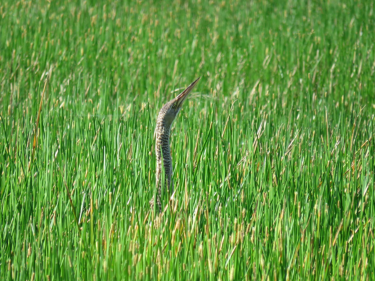 Pinnated Bittern - ML34862691