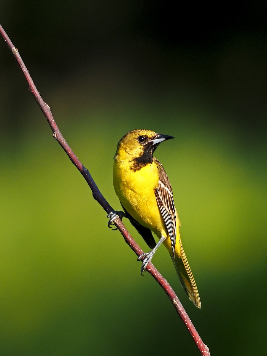 Orchard Oriole - ML348627081