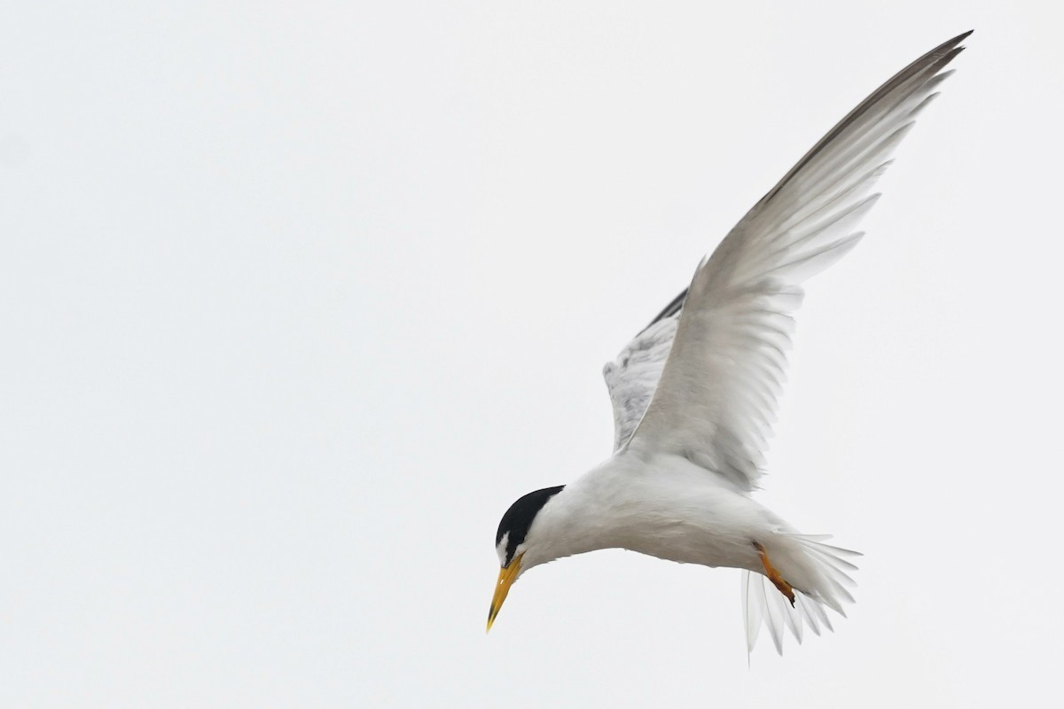 Least Tern - ML348628011