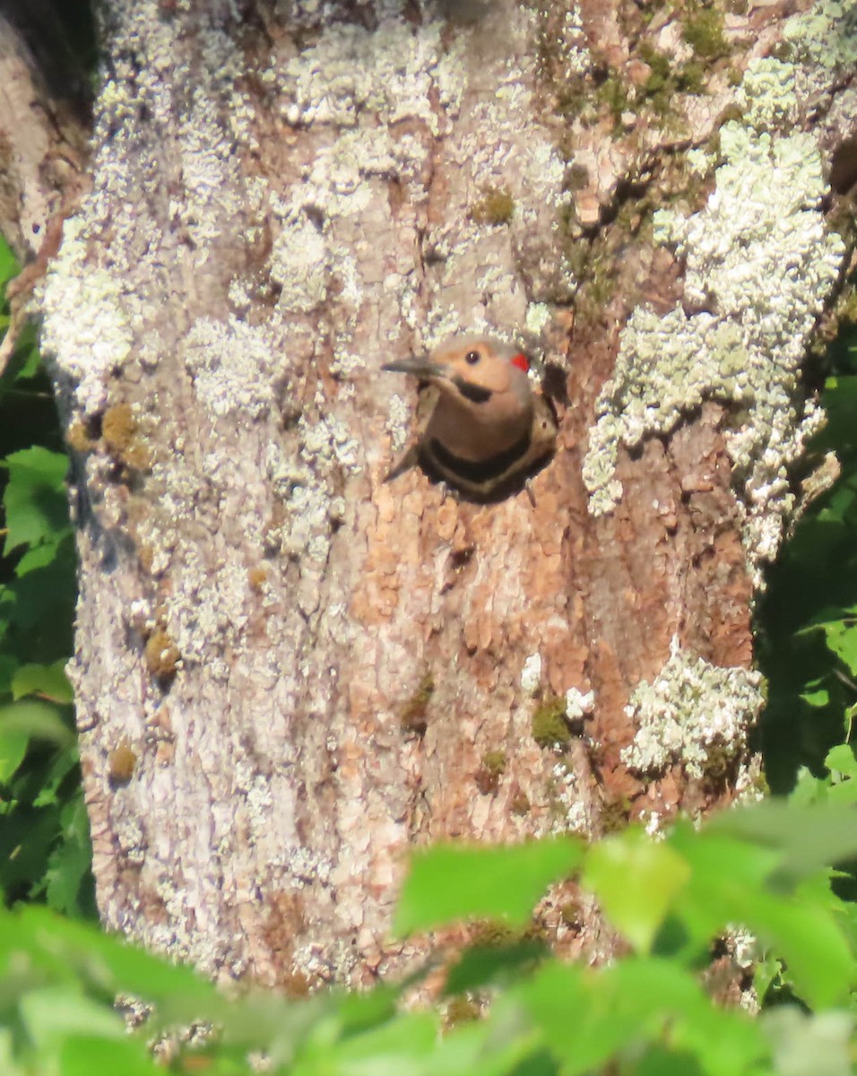 Northern Flicker - sheila goss