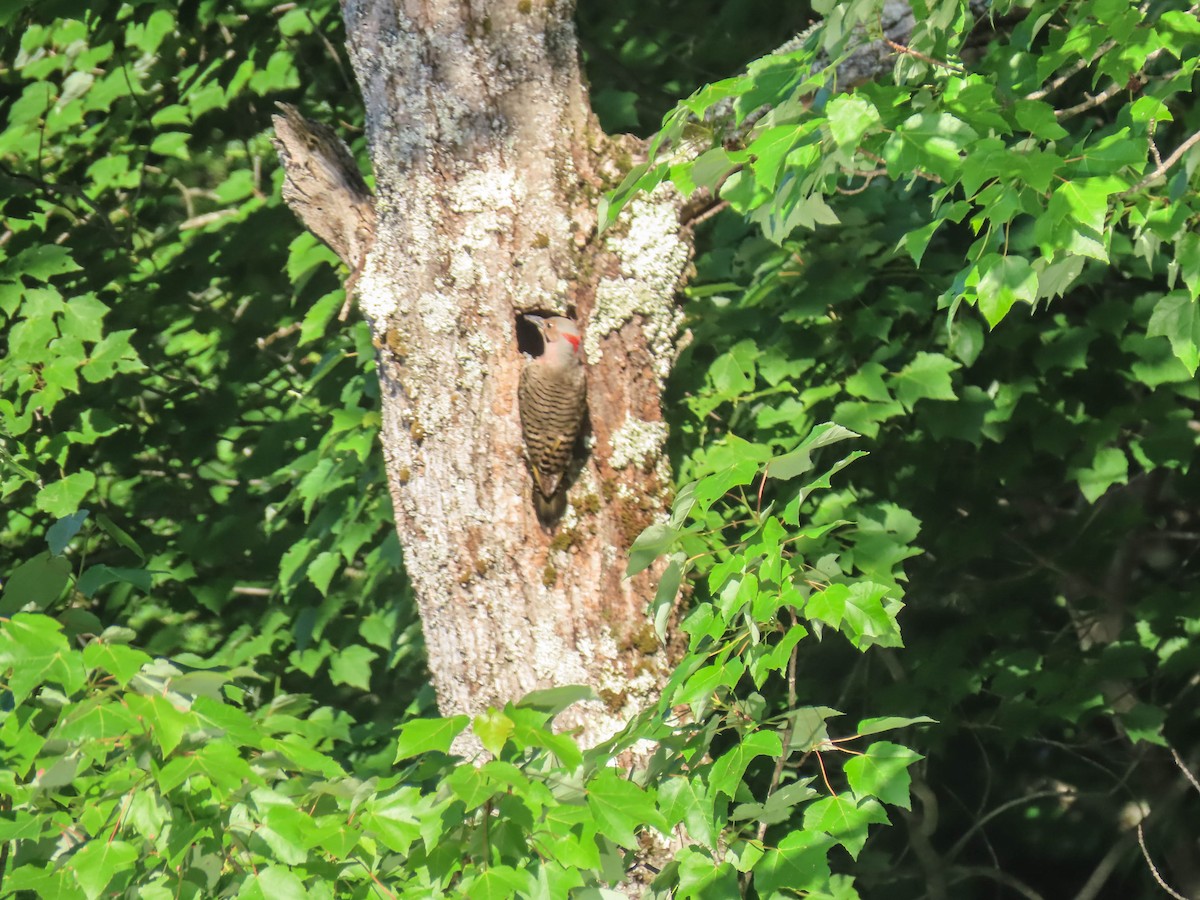 Northern Flicker - sheila goss