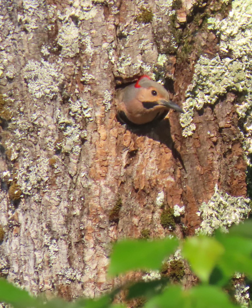 Northern Flicker - sheila goss