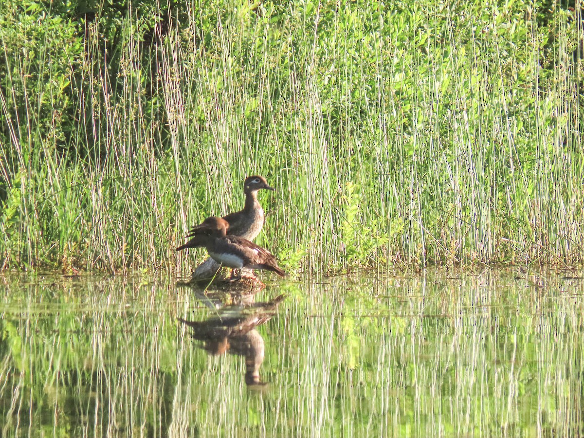 Pato sp. - ML348629511