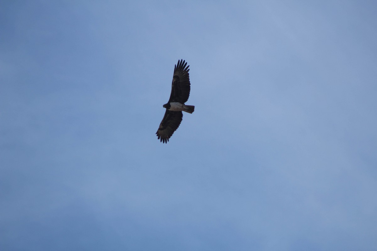 Martial Eagle - ML348632771