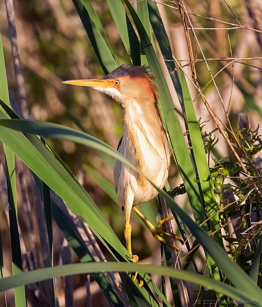 Least Bittern - ML348633291